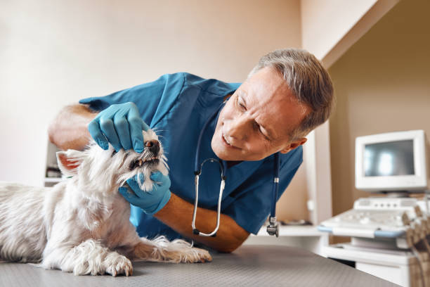 Best After-Hours Emergency Dentist in Stamford, TX